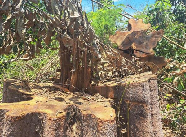 Bất nhất trong việc xác định đơn vị quản lý đối với diện tích rừng bị phá trái phép tại khu vực biên giới Kon Tum