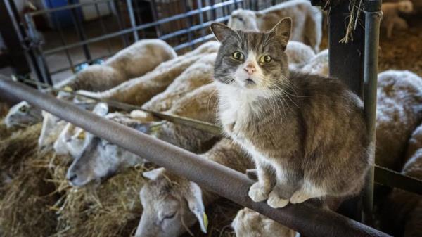 Cảnh báo nguy cơ đại dịch cúm mèo đột biến từ H5N1