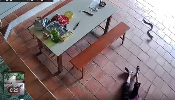 Cụ bà may mắn thoát cú đớp của rắn hổ mang