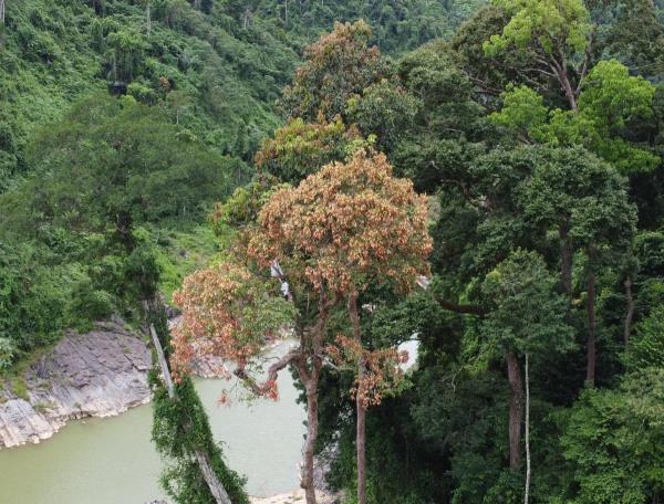 Ươi được mùa, được giá, người dân đổ xô vào rừng hái, nhặt