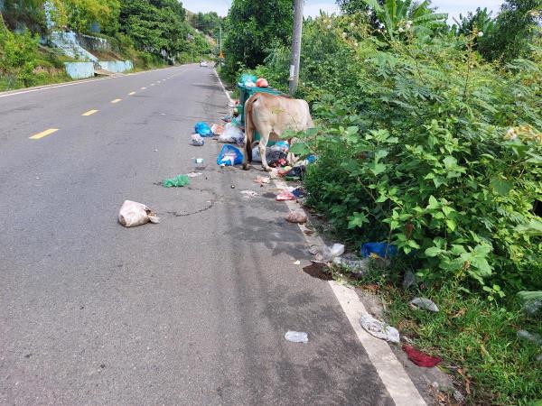 Cỏ cây dại gặm đường ĐT601…