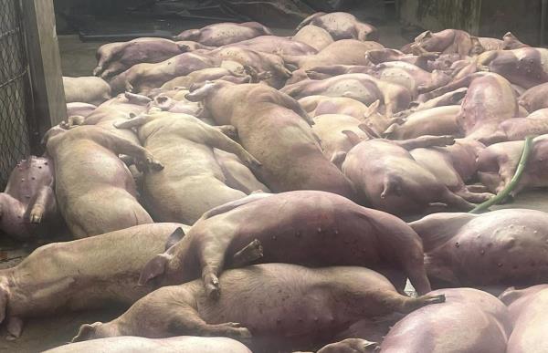 Điện giật làm chết 70 con heo