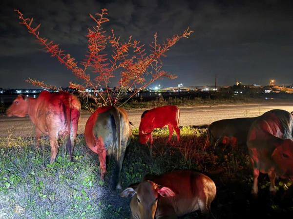 Cần xử lý nghiêm tình trạng chăn thả gia súc, động vật nuôi trên đường