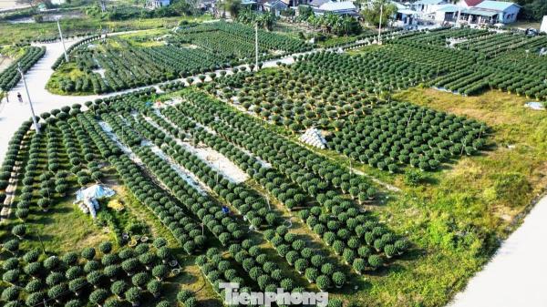 Ngập sắc xuân trên những cánh đồng hoa trước Tết