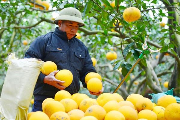 Lạc lối ở vườn bưởi Diễn dịp cận Tết