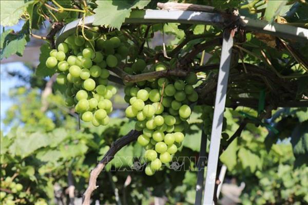 Nho cảnh Khánh Hòa hút hàng dịp Tết