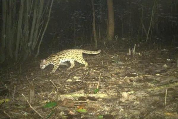 Ghi nhận 27 loài động vật hoang dã tại quần thể di tích Mỹ Sơn thông qua bẫy ảnh