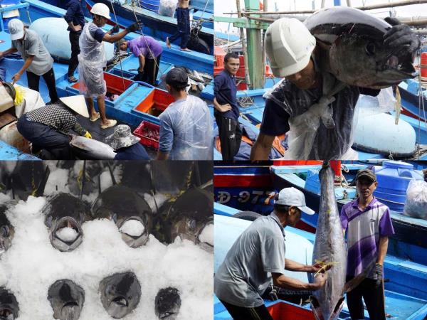 Ngư dân Gia Lai yên tâm bám biển nhờ trúng đậm mùa cá ngừ