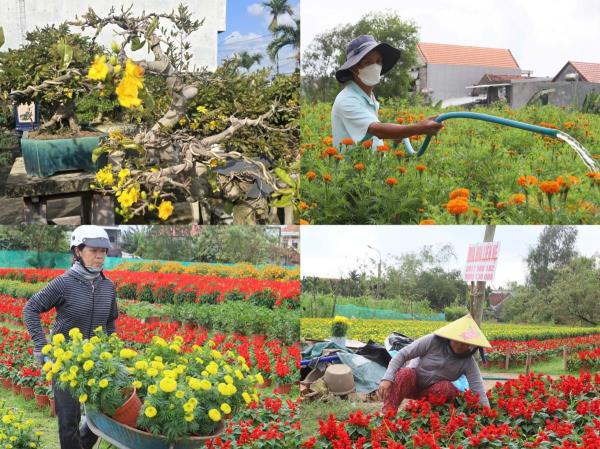 Làng hoa, làng mai rộn ràng vào vụ Tết