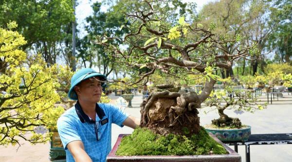 Gần 20 năm nuôi mai bằng sự nhẫn nại của người Huế