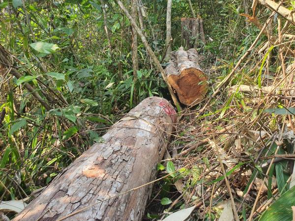 Khẩn trương điều tra, làm rõ vụ xẻ thịt rừng ở Vân Canh