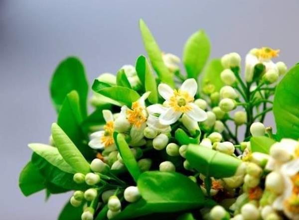 Thềm thu hương bưởi thoảng đưa