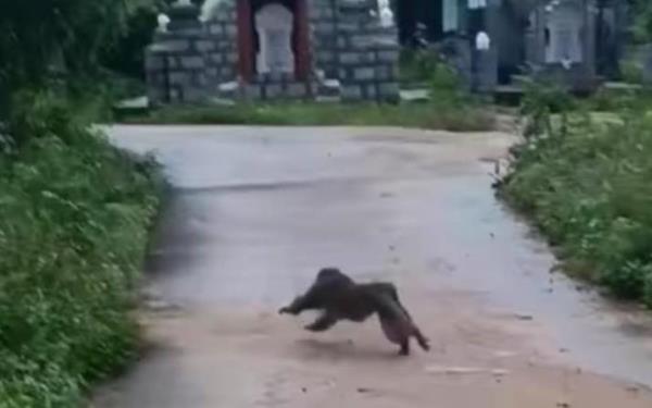 Làng quê náo loạn vì bị khỉ tấn công