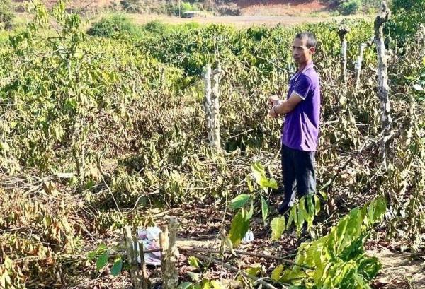 Thực hiện điều tra vụ phá hoại vườn cà-phê