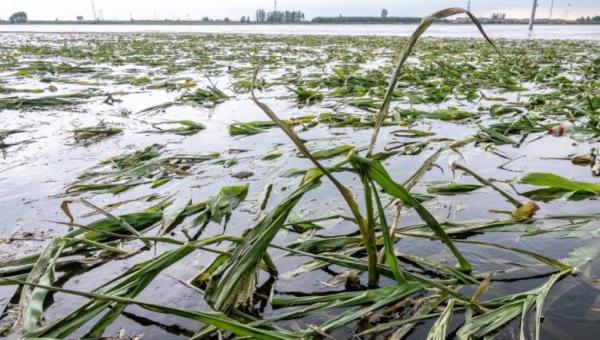 Mưa lũ đe dọa an ninh lương thực Trung Quốc