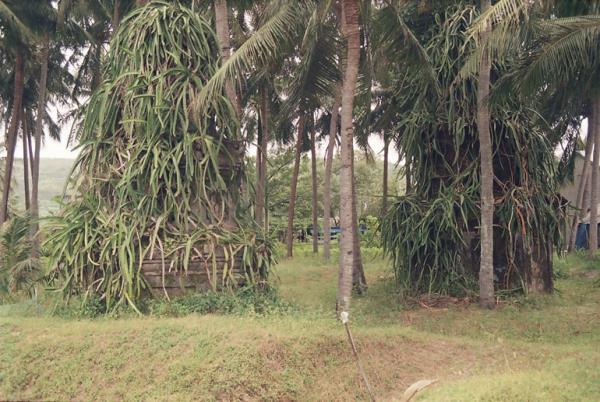 Độc đáo mộ tháp cá voi