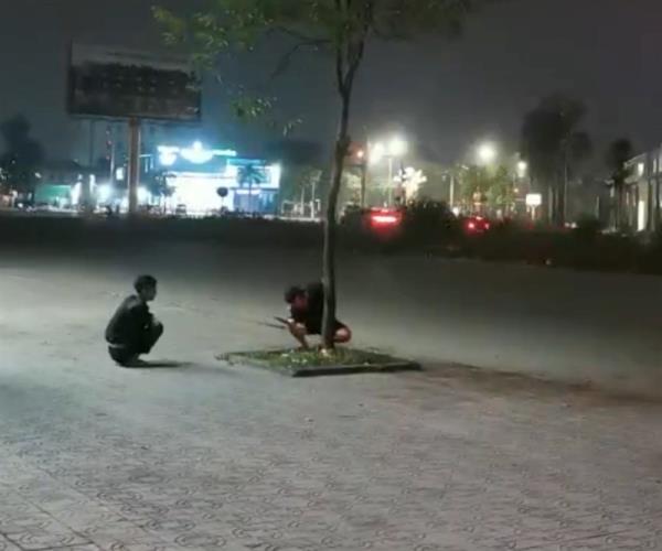 Xác định đối tượng chặt cây xanh trên vỉa hè TP Vinh