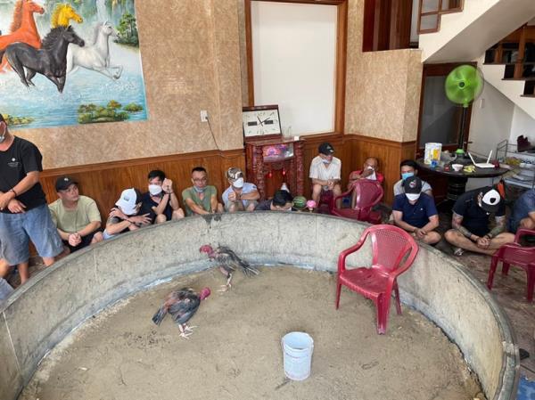 Triệt phá xới gà thu gần 500 triệu đồng