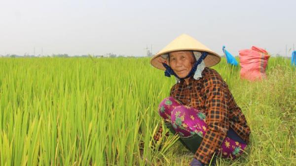 Khẩn trương giải cứu 1.855ha lúa đang khát nước