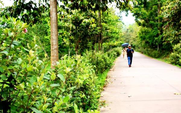 Con đường hoa sim ở Thánh địa Mỹ Sơn