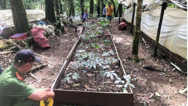 Nâng cao cảnh giác, bảo vệ vườn sâm Ngọc Linh