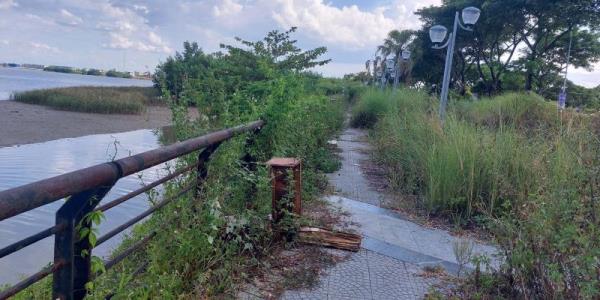 Đường rồng bay rậm rì lối vào