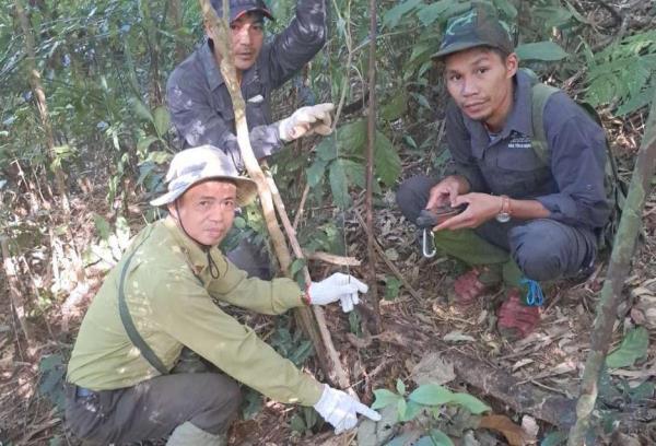 Khắc tinh thợ săn dưới tán rừng già