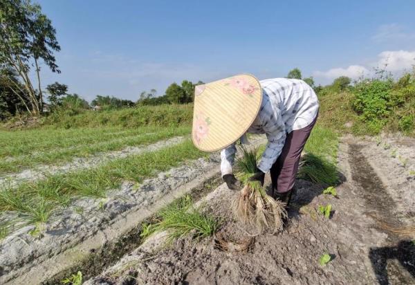 Kiệu được mùa, được giá, nông dân Đà Nẵng phấn khởi thu hoạch