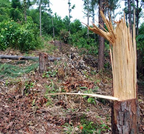Rừng thông Caribe tiếp tục bị tàn phá