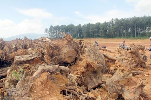 Vụ rừng thông bị cắt gọt nhường đất cho dự án ở Núi Thành (Quảng Nam): Rừng thông đã hy sinh vô ích?