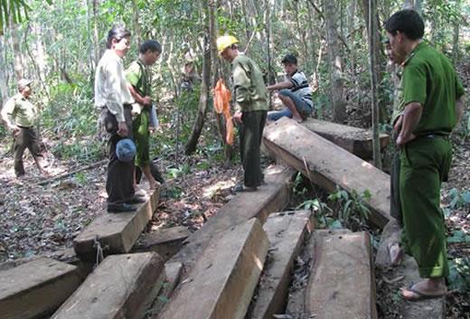 Bảo vệ rừng ở Đà Nẵng: Kiểm tra, quản lý tận gốc