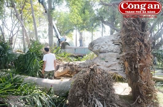 Người dân sốc với việc cải tạo Công viên 29-3 dịp cận Tết