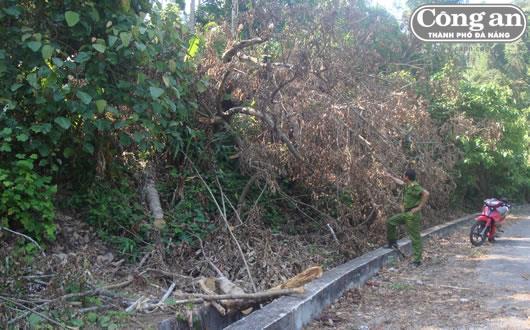 Khởi tố vụ phá rừng giống A Sờ