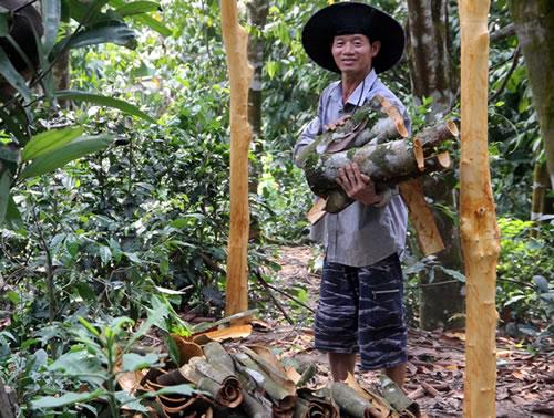 Giá quế tăng cao sau thời gian dài lao dốc