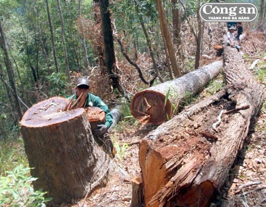 Tàn sát rừng xanh