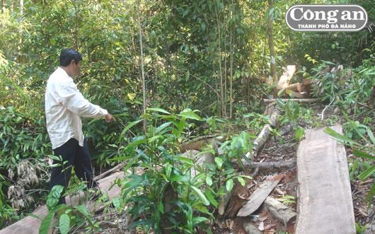 Tan hoang rừng giống A Sờ