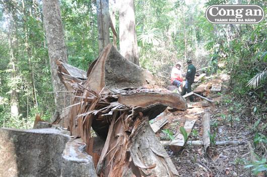 Trở lại vụ Tan hoang rừng giống A Sờ