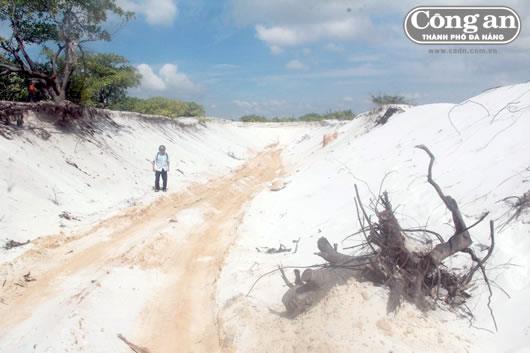 Nóng tình trạng khai thác cát trắng trong rừng phòng hộ
