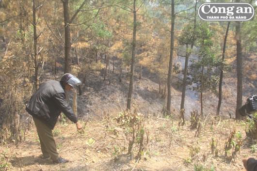 Buông lỏng quản lý, rừng phòng hộ Phú Ninh bị tàn phá