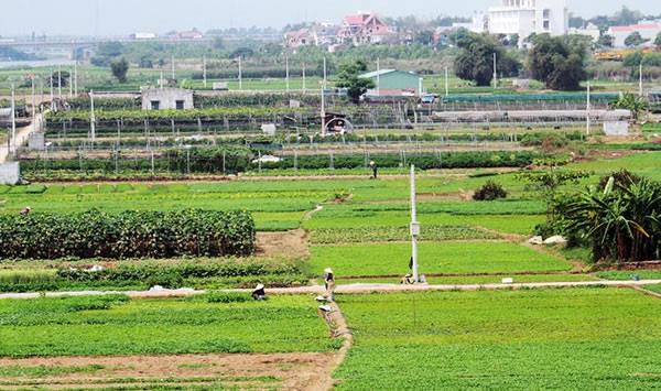 Đà Nẵng hướng đến nông nghiệp công nghệ cao (Kỳ 1: Nhiều lợi thế phát triển)