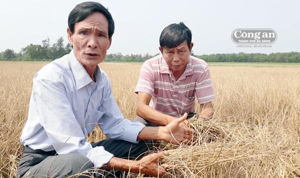 Nắng hạn kéo dài, hàng trăm héc-ta lúa chết cháy