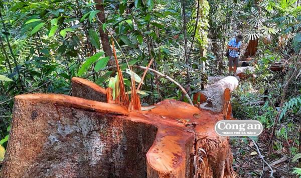 Vụ phá rừng đầu nguồn ở Bắc Trà My (Quảng Nam): Điều tra, xác minh sớm khởi tố vụ án