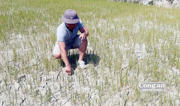 Hạn hán, mặn hoành hành các tỉnh miền Trung (Bài 1: Ruộng đồng khô khát, nông dân vật vã)