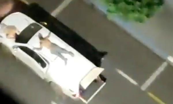 Băng cướp trói con tin trên nóc xe làm lá chắn sống