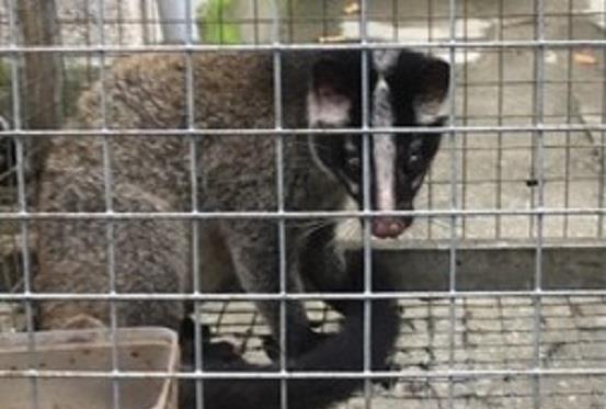 Giải cứu động vật rừng quý hiếm