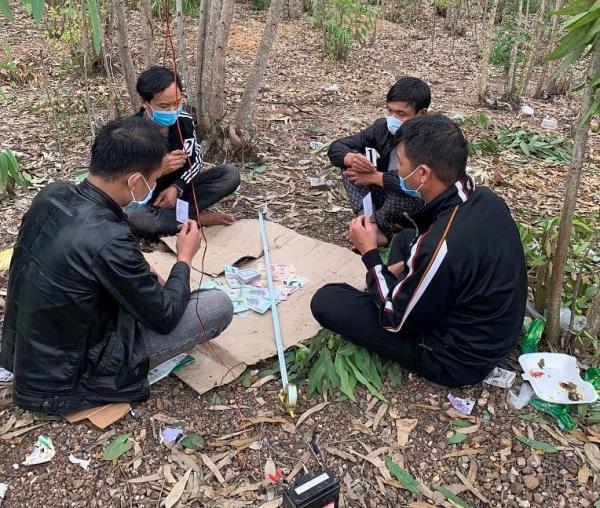 Ổ bạc trong rừng tràm